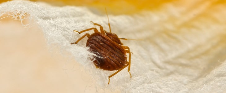 bed bug removal & treatment