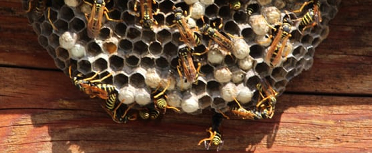 bee & wasp removal sydney