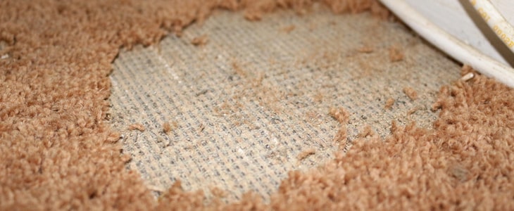 carpet moth control