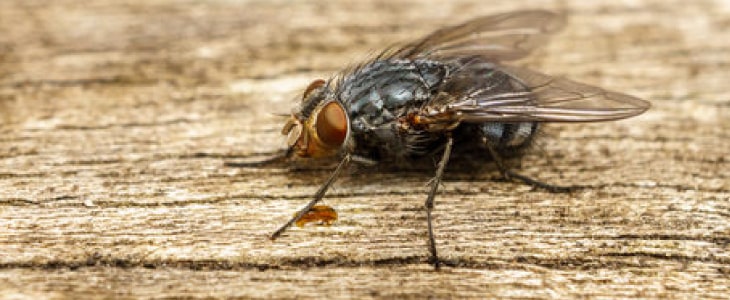fly control service In  sydney