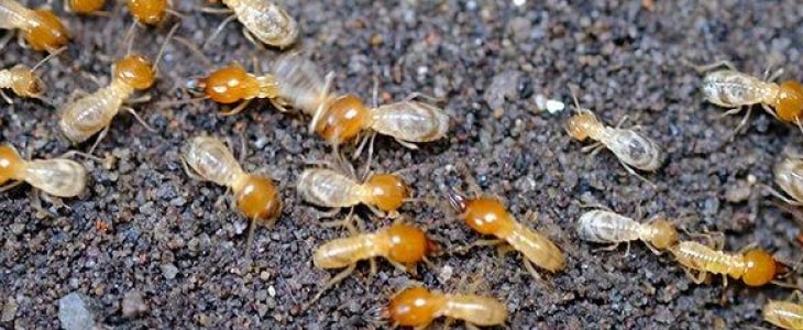 termite control sydney