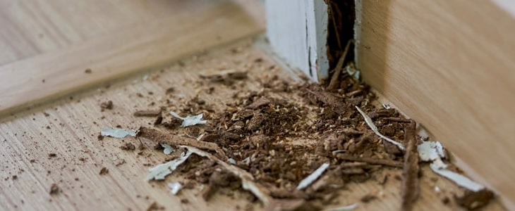termite inspection sydney