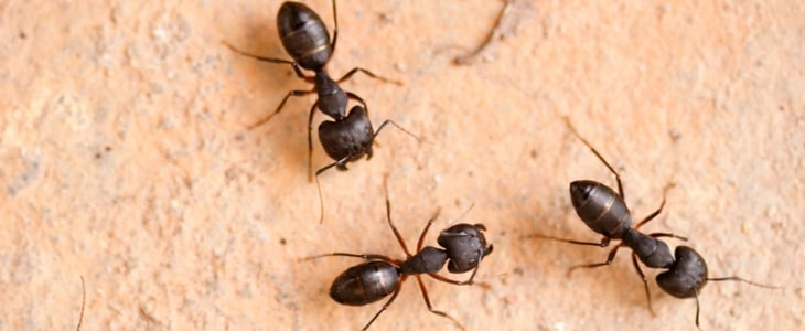 professional ant exterminators